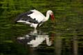 Weißstorch, Ciconia ciconia 049